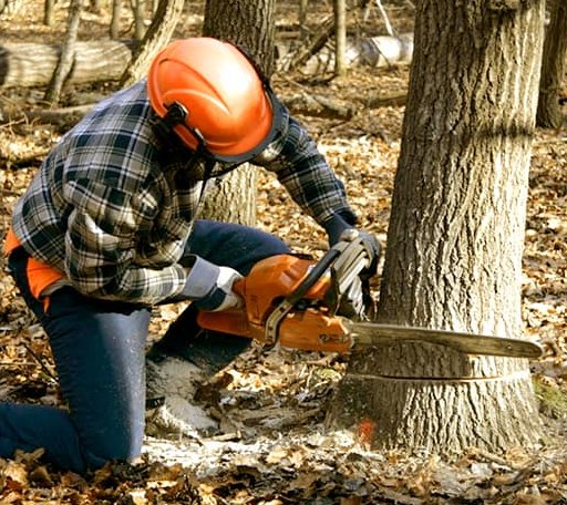 Tree Removal in Albertson, NC